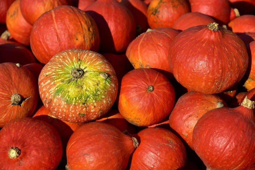 hokkaido pumpkin for pumpkin pure or cakes