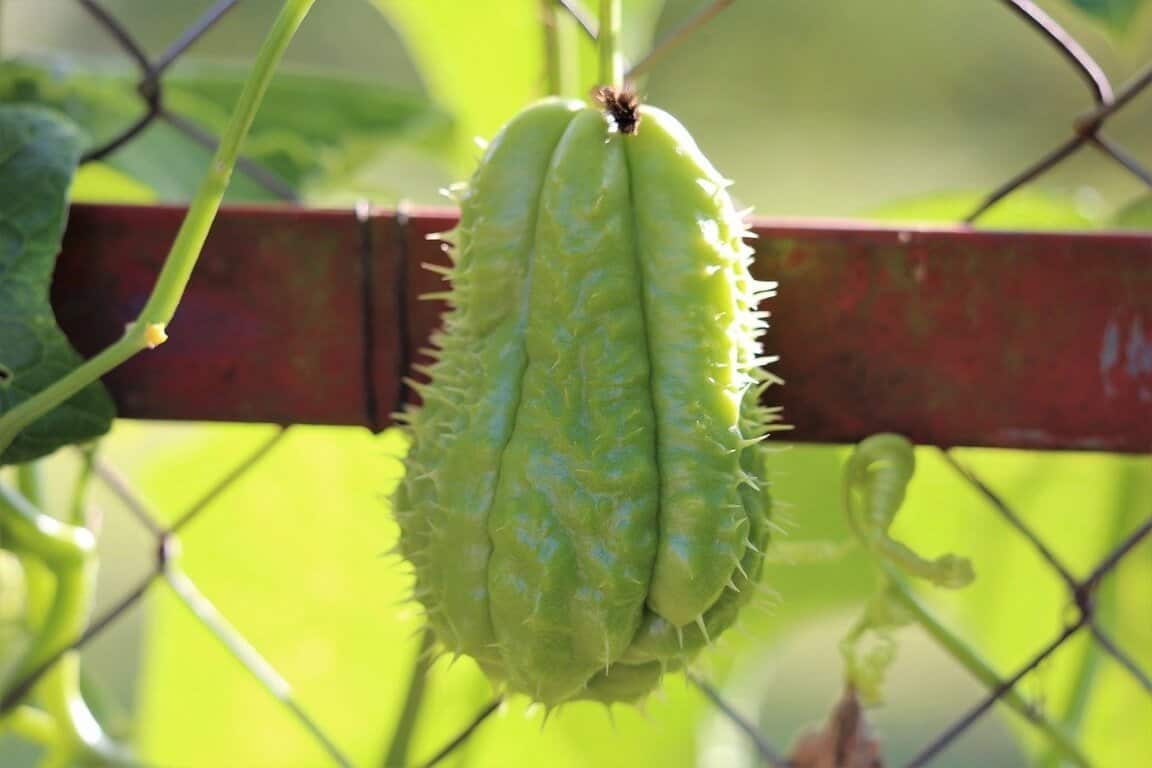 Growing Prickly chayote squash