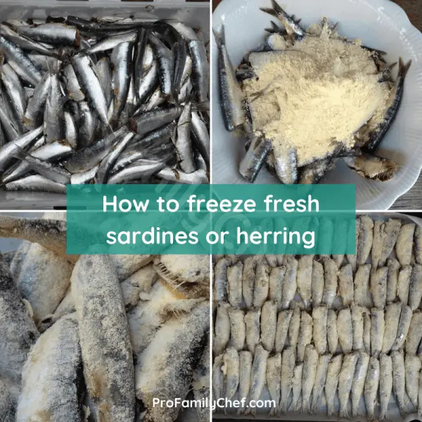 Can you freeze fresh sardines or herring, best way to do it and the