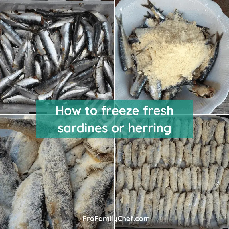 can you freeze fresh sardines or herring