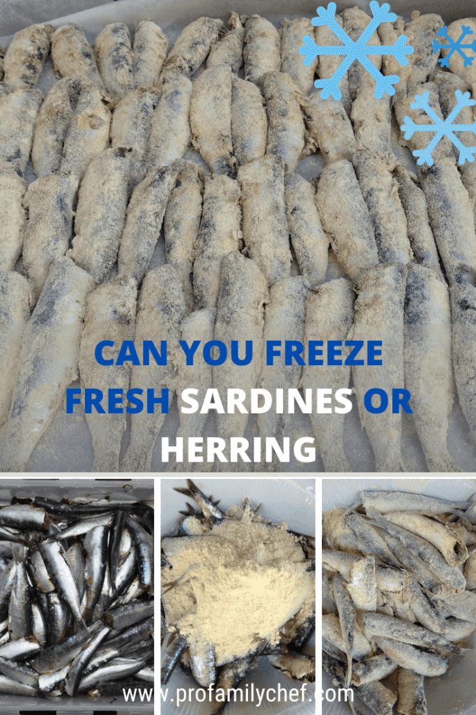 PIN can you freeze sardines and best way to do it