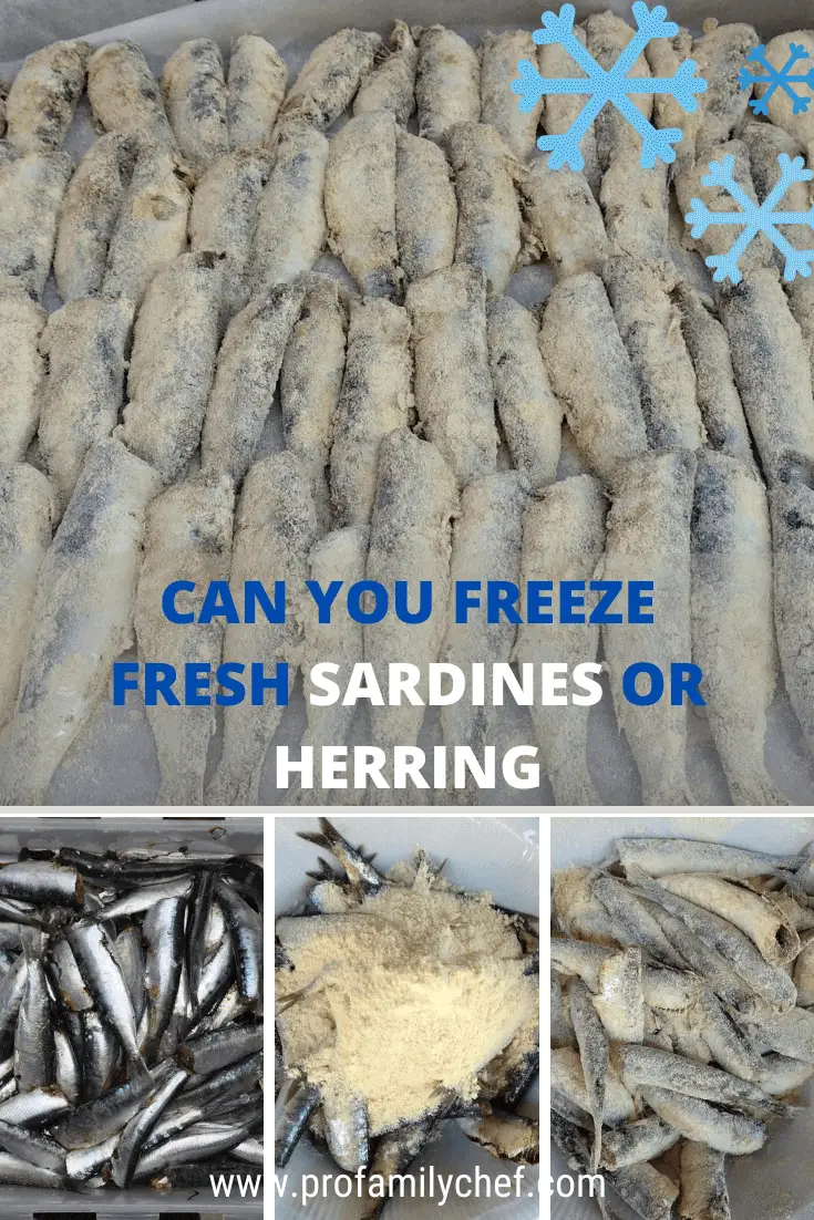 Can you freeze fresh sardines or herring, best way to do it and the