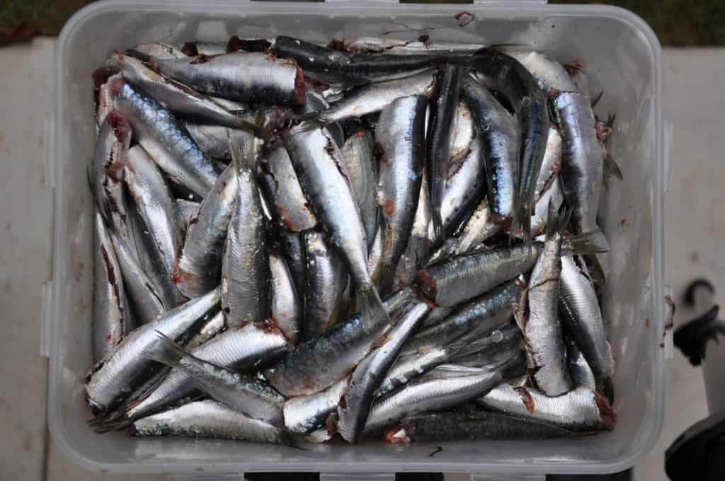cleaned sardines deguted and wihtout head