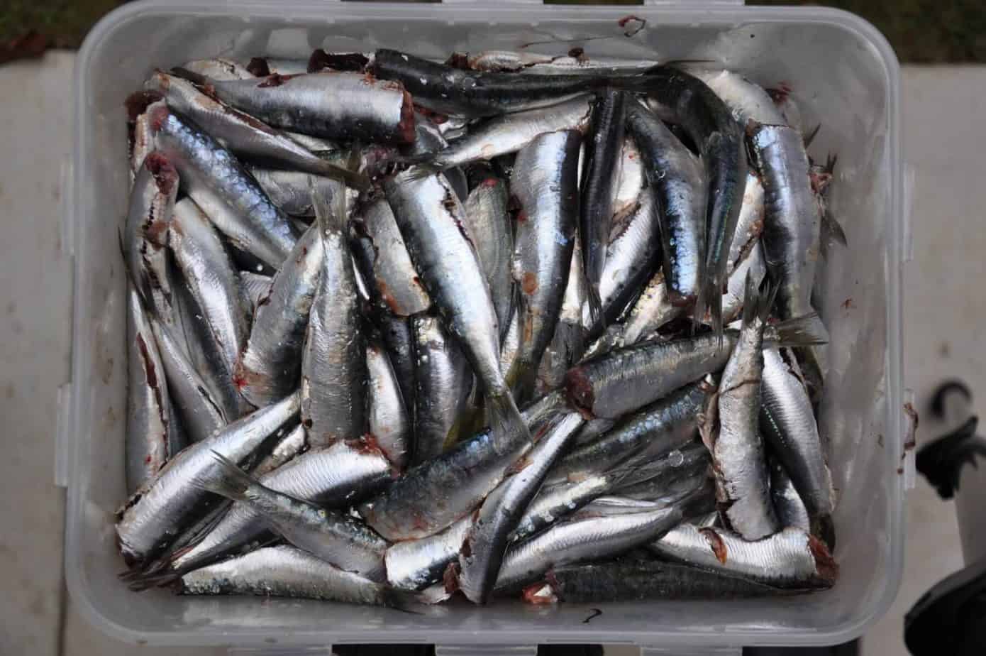 Can you freeze fresh sardines or herring, best way to do it and the