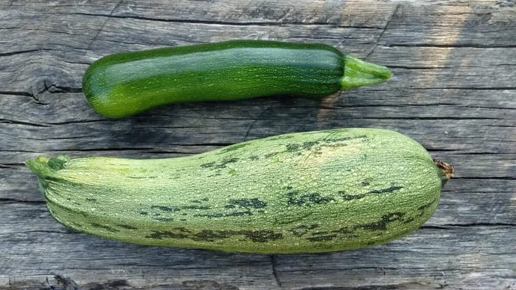 What To Do With Overgrown Courgette 7 Easy Recipes For Using Giant Zucchini Pro Family Chef What To Do With Overgrown Courgette 7 Easy Recipes For Using Giant Zucchini Pro Family Chef
