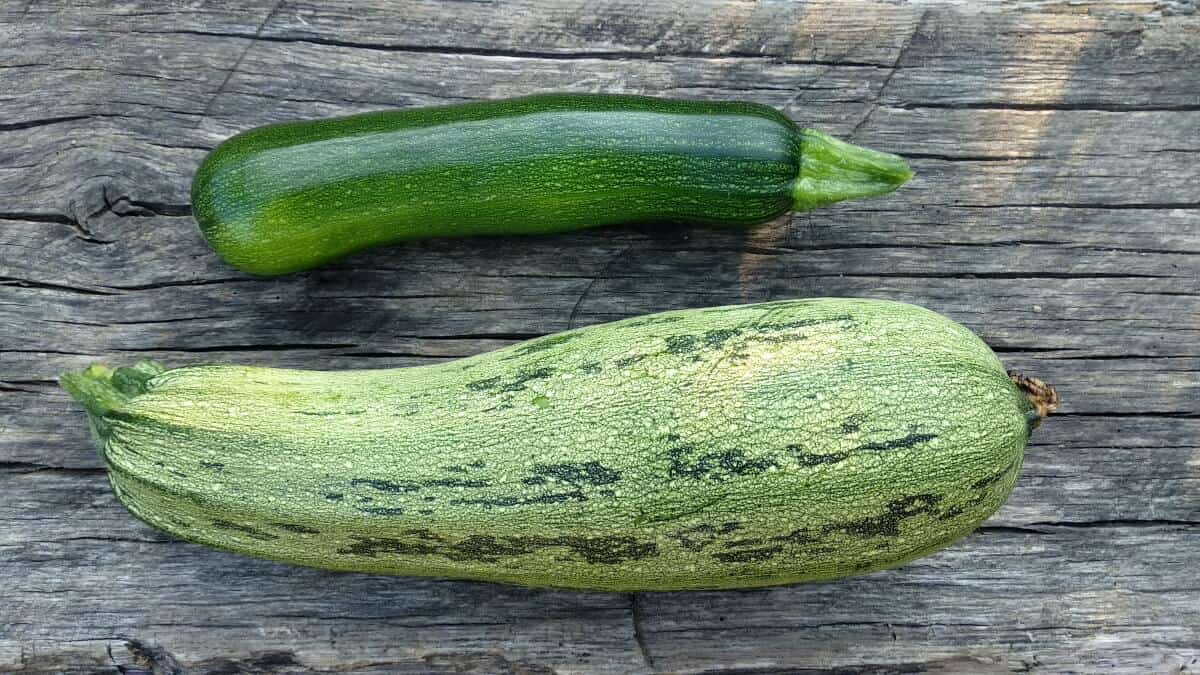 overgrown courgette or zucchini vs normal regular zucchini