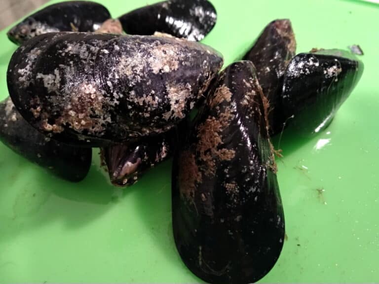 When should you not eat mussels and why how to tell if they are bad