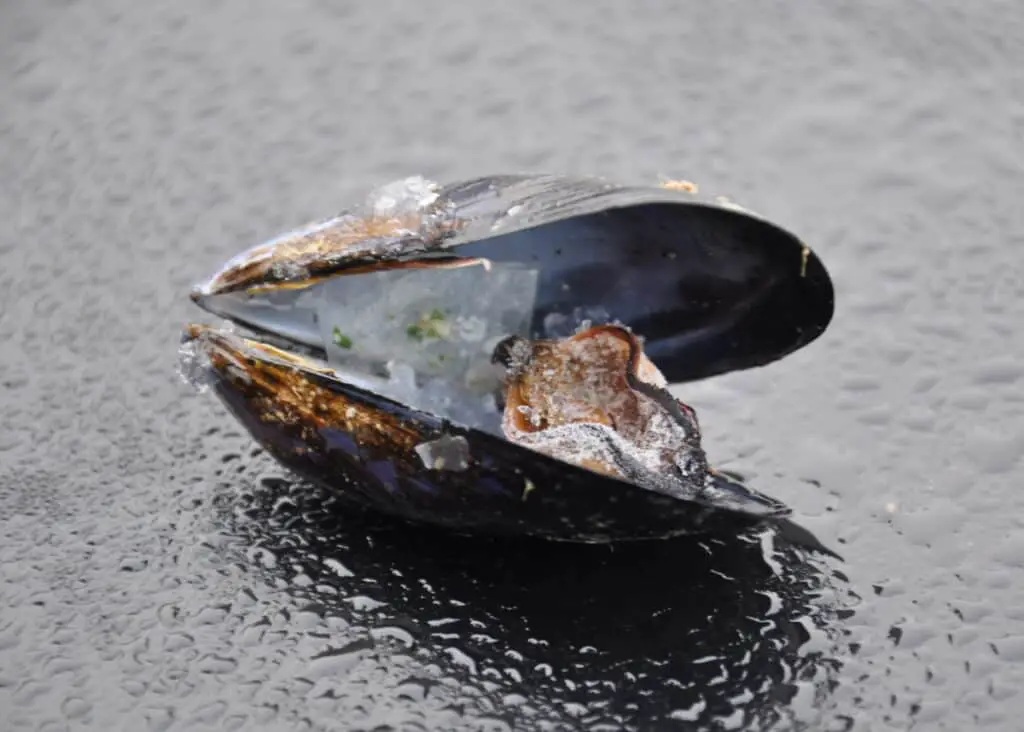 Can you freeze mussels and how to do it the right way Pro Family Chef