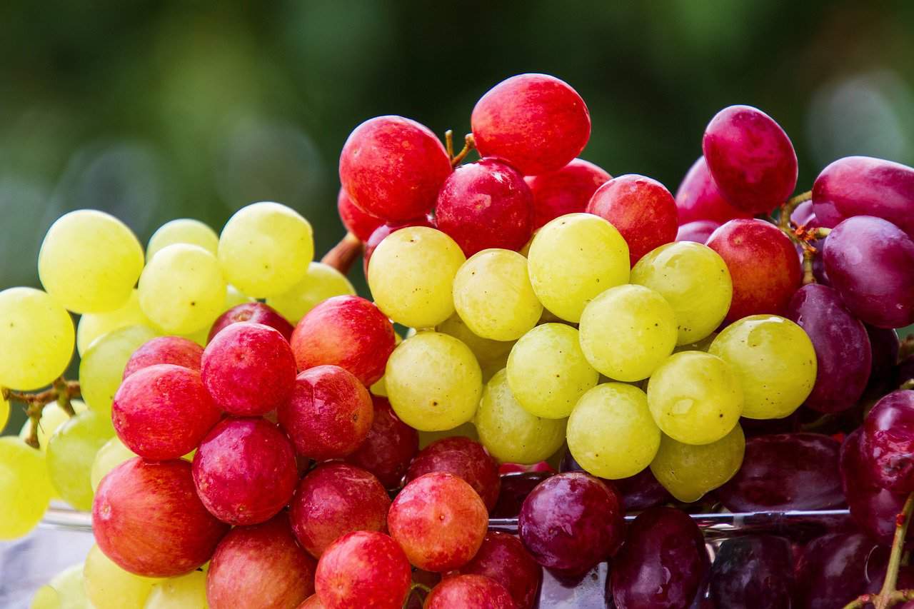 best containers to store grapes